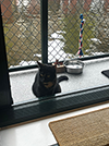poes