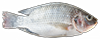 vissen